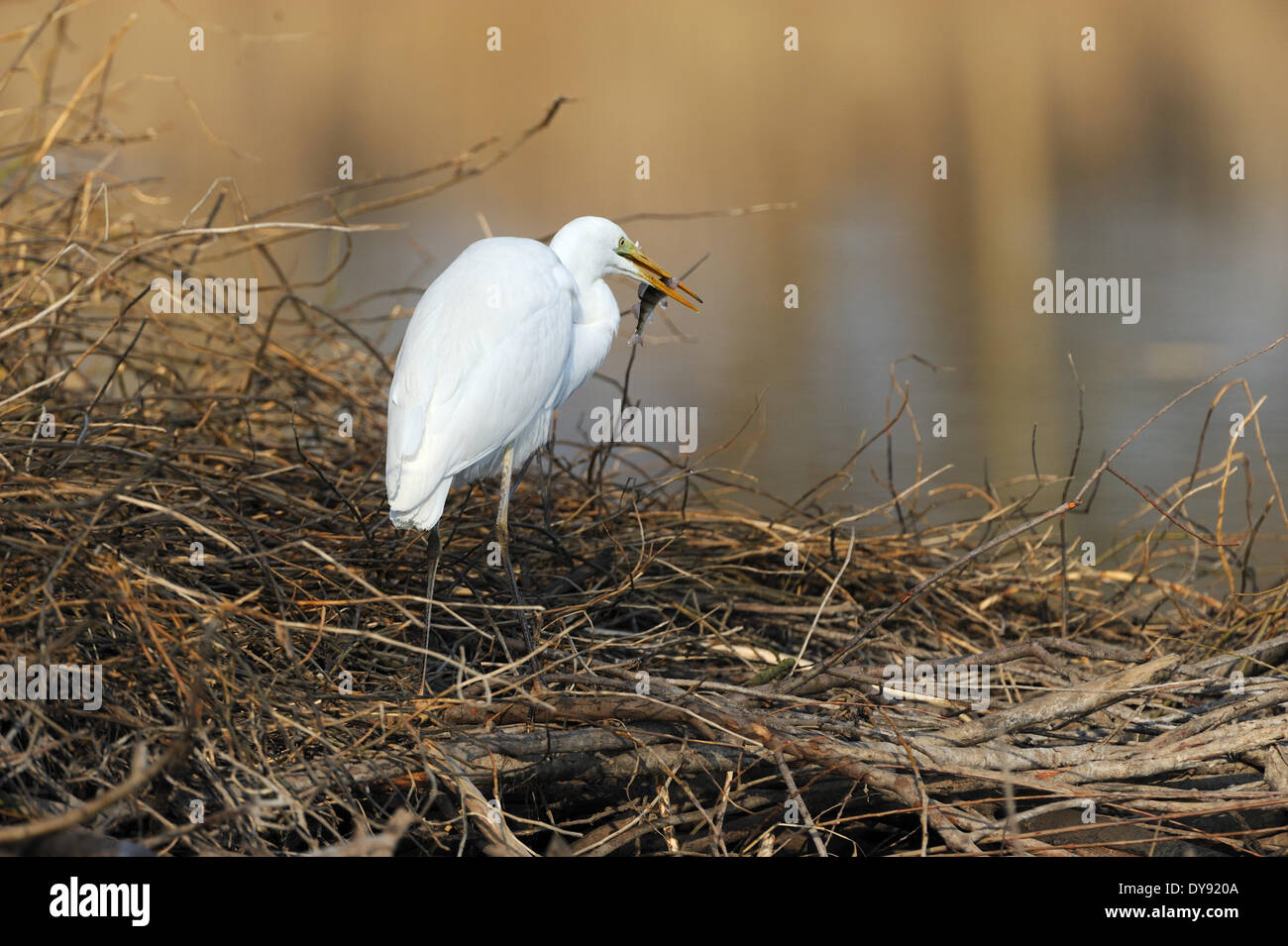 Egret Casmerodius albus heron ciconiiformes birds water birds egrets late winter beaver lodge Altmuehl lake Franconia animal a Stock Photo