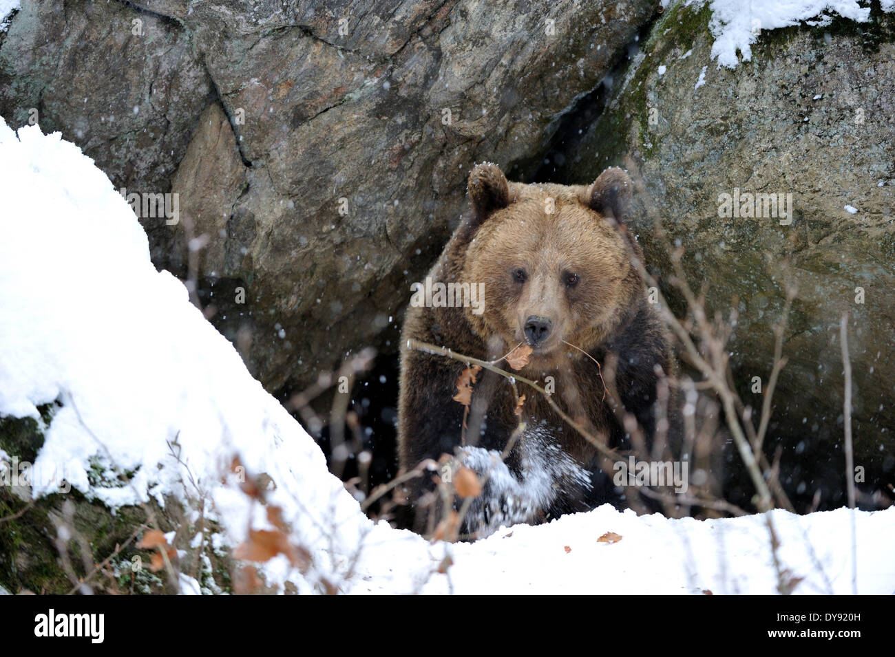 Brown bear European bear European brown bears predator Ursus arctos bear females snow winter animal animals Germany Europe, Stock Photo