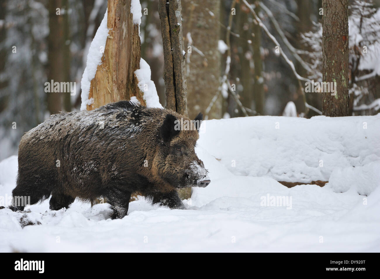 Wild boar Sus scrofa scrofa sow sows wild boars cloven-hoofed animal pigs pig vertebrates mammals wild boars snow spruce fores Stock Photo