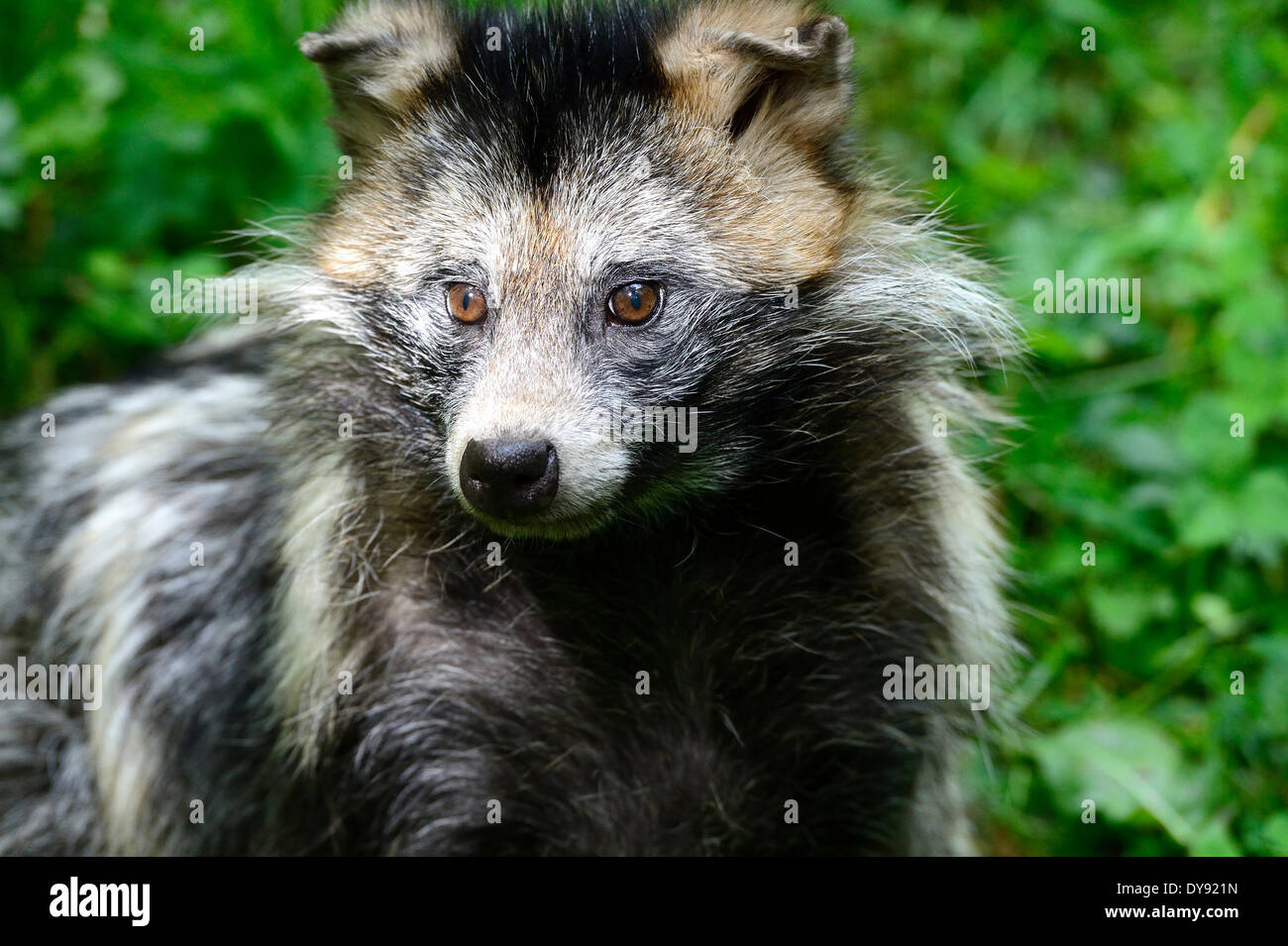 raccoon dog, Enok, Nyctereutes procyonoides, canids, dogs, predators, Neozoen, neozone, animal, animals, Germany, Europe, Stock Photo