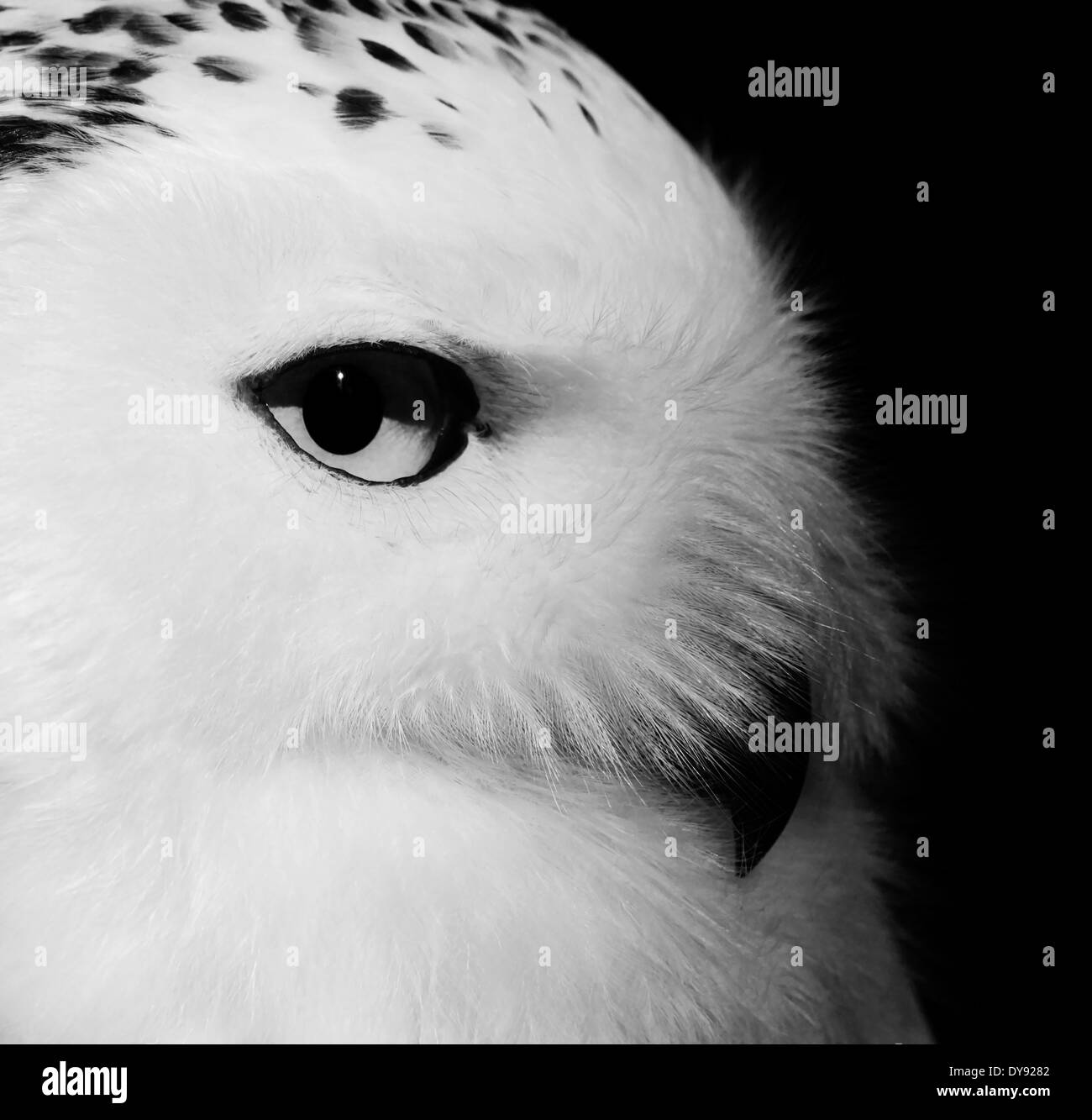 Snowy owl portrait Stock Photo