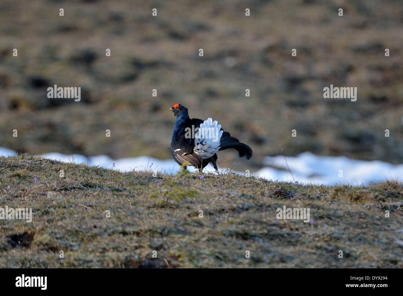 Blackcock Blackcock black grouse mountain cock moor cock reeds cock bird birds wild  birds black grouses black cock display animal animal Stock Photo - Alamy