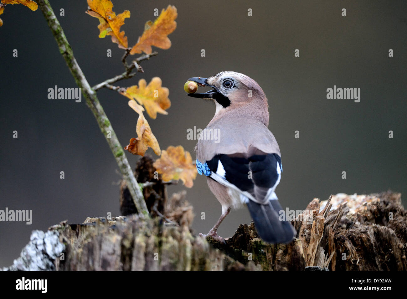 Jay, songbirds, passerines, corvids, Garrulus glandarius, birds, bird, autumn, acorn, animal, animals, Germany, Europe, Stock Photo