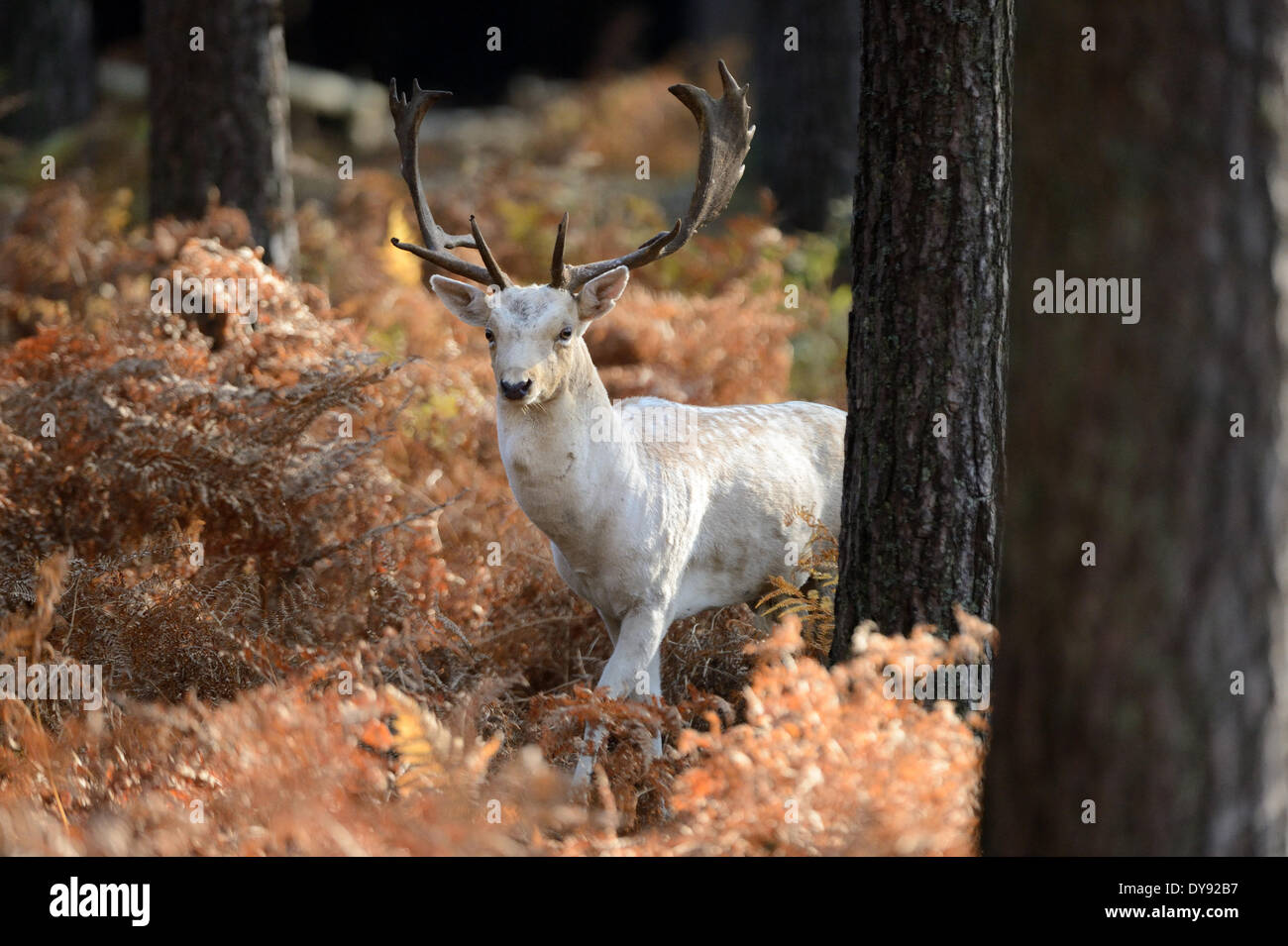 White stag cheap winter coats