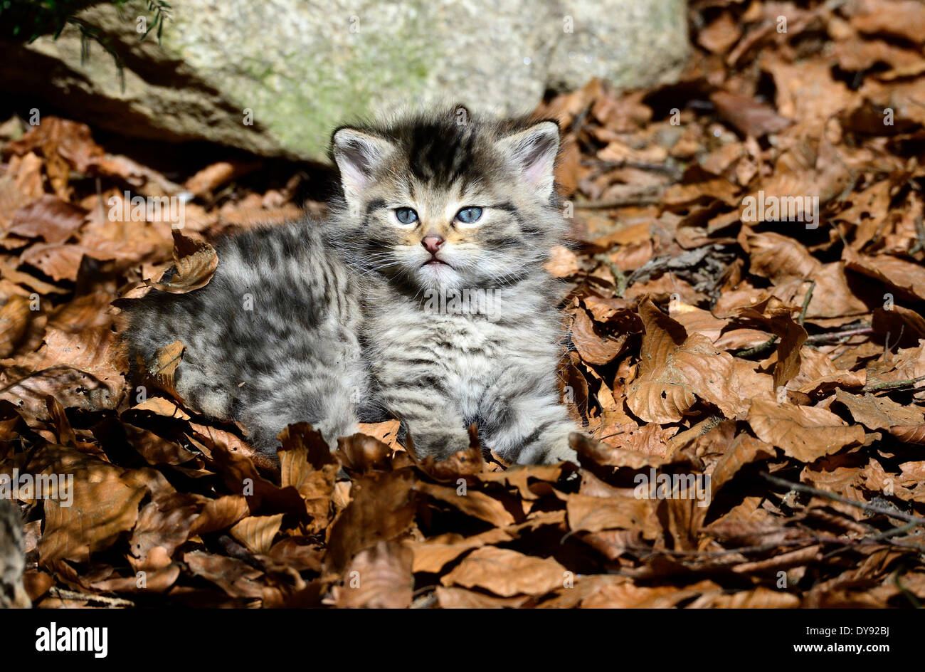 Wildcat predator game predator predators small cats cats cat wild cats  Felis silvestris wildcats spring young animal animals Stock Photo - Alamy