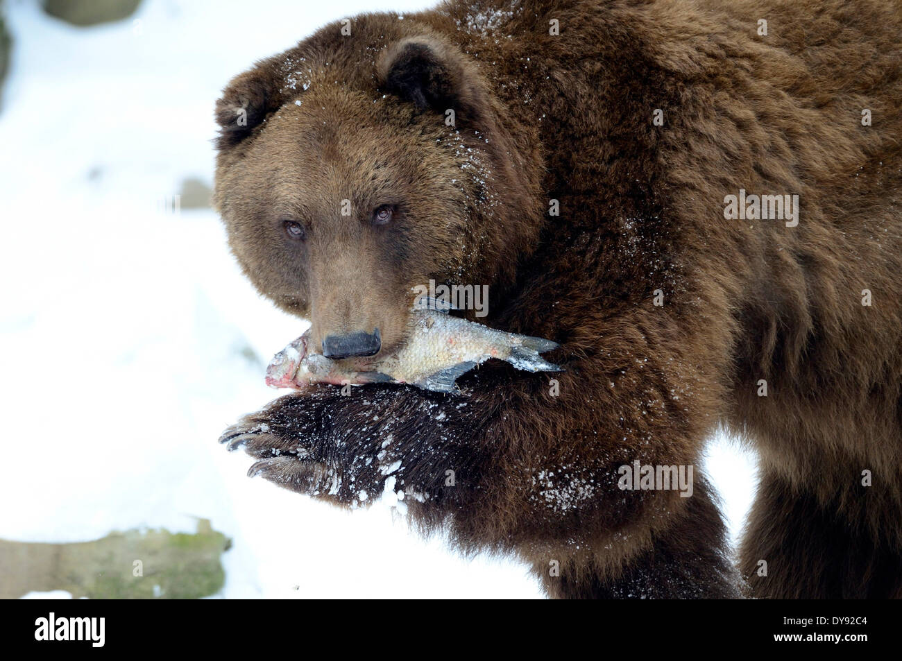 Brown bear, European bear, European brown bears, predator, Ursus arctos, bear, fish, snow, animal, animals, Germany, Europe, Stock Photo
