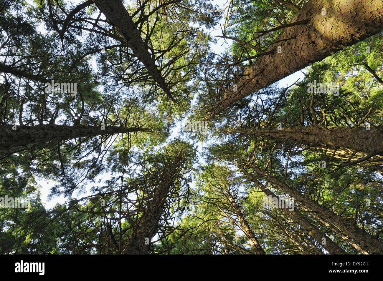 State Below Oregon USA, Oregon, Ecola State Park, view to the tree tops from below Stock ...