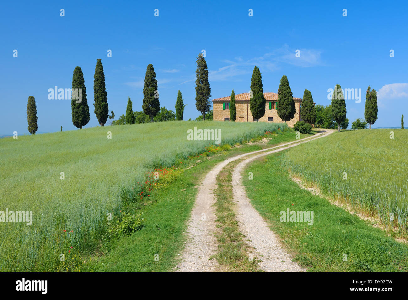 Italy, Tuscany, Siena Province, Val d'Orcia, Pienza, view to dirt road through fields with farmhouse and cypress trees Stock Photo