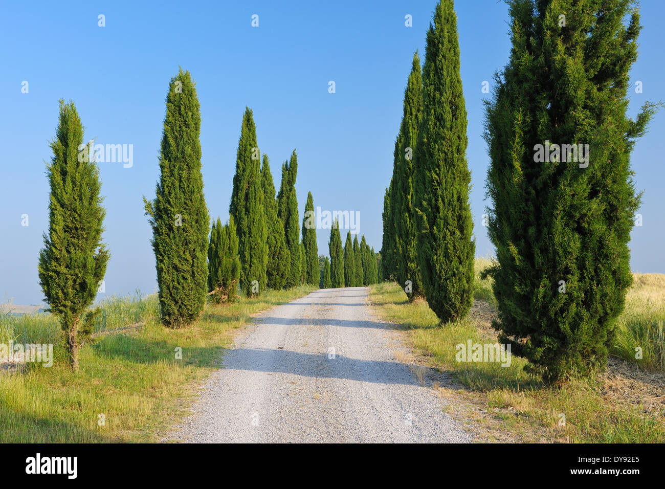 Italy, Tuscany, Siena Province, Crete Senesi, view to Italy, Tuscany, Siena Province, Crete Senesi, view to cypress-lined dirt road Stock Photo