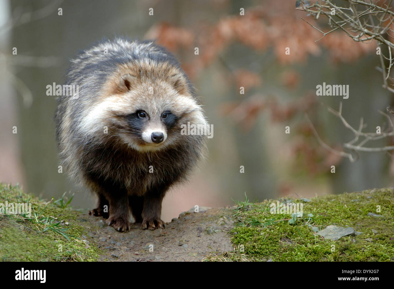 raccoon dog, Enok, Nyctereutes procyonoides, canids, predators, animal, animals, Germany, Europe, Stock Photo