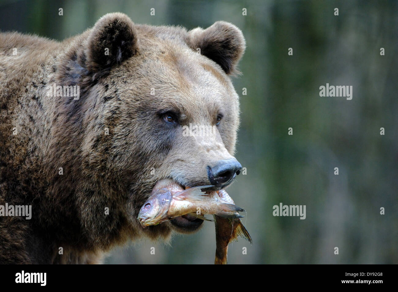 Brown bear, European bear, European brown bear, predator, Ursus arctos, animal, animals, Germany, Europe, Stock Photo