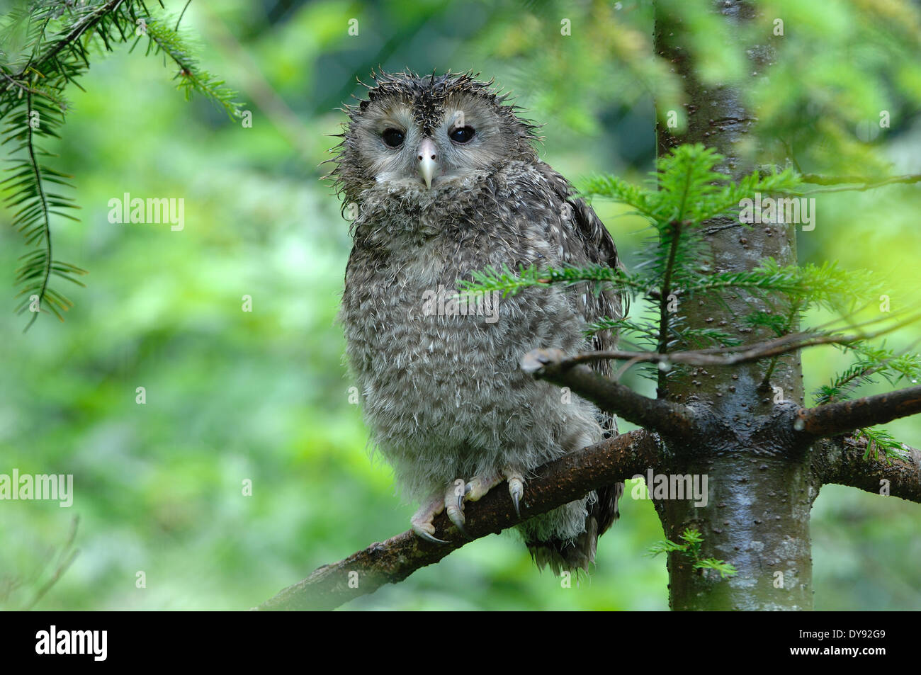 Owls, owl, Ural owl, night hunters, Strix uralensis, hawk's owls, night, bird, birds, owl, animal, animals, Germany, Europe, Stock Photo