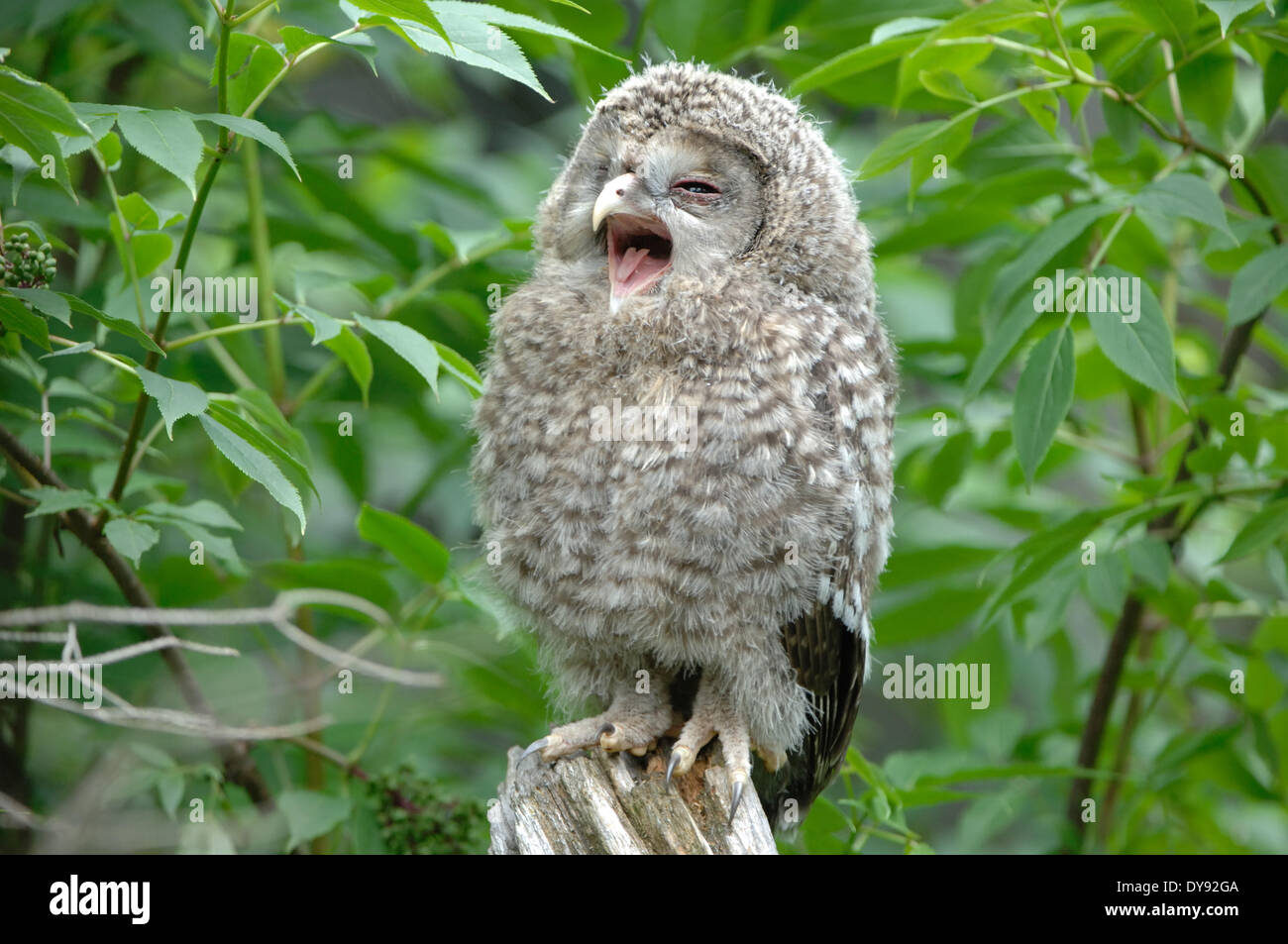 Owls, owl, Ural owl, night hunters, animal, animals, Germany, Europe, Stock Photo