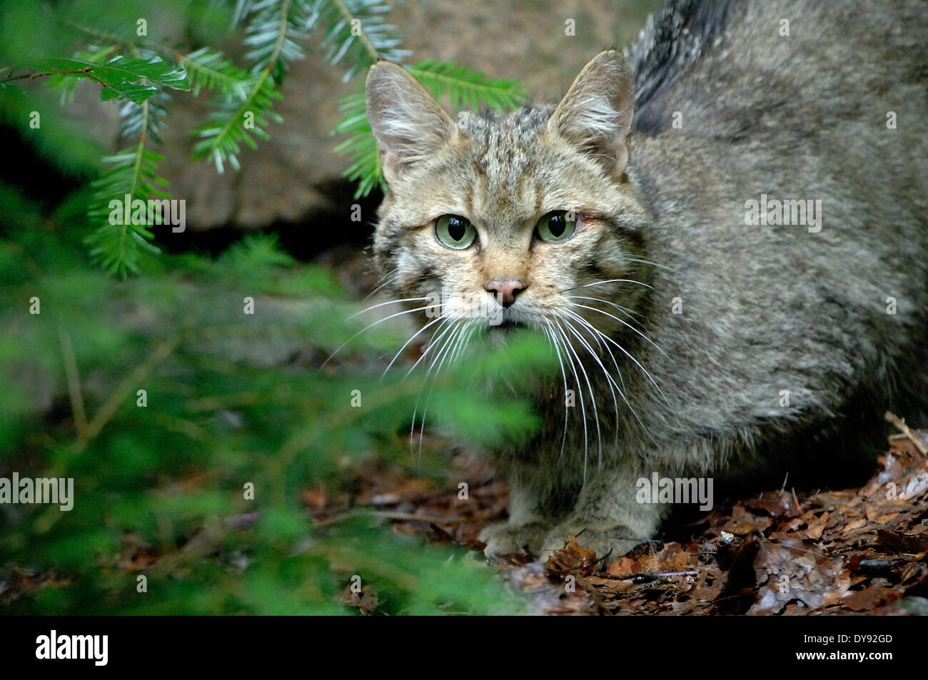 Wildcat predator game predator predators small cats cats cat wild cats