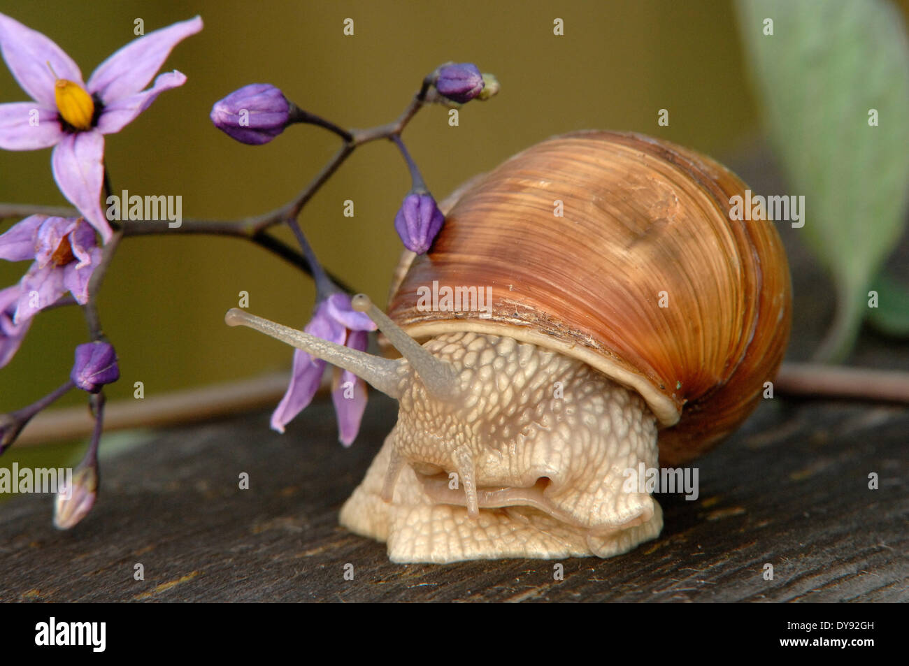 Edible snails hires stock photography and images Alamy