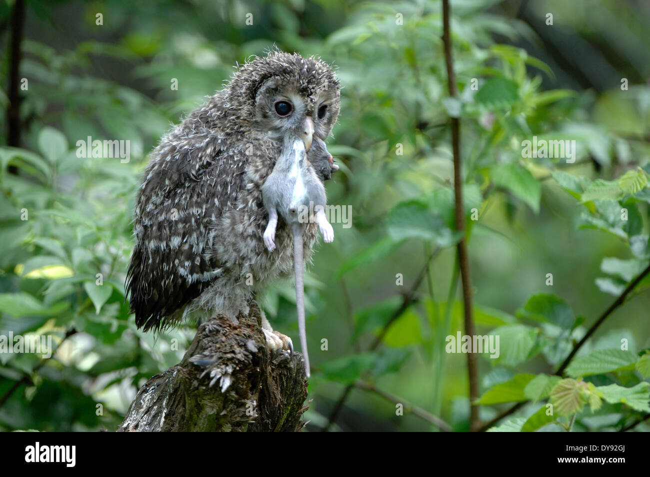Owls, owl, Ural owl, night hunters, Strix uralensis, hawk's owls, night, bird, birds, owl, animal, animals, Germany, Europe, Stock Photo