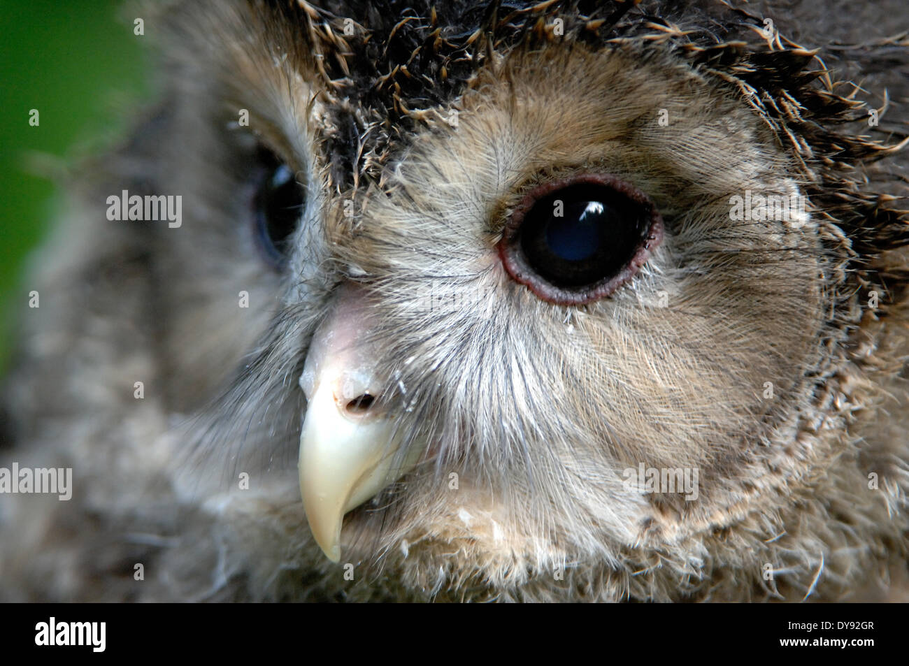 Owls, owl, Ural owl, night hunters, Strix uralensis, hawk's owls, night, bird, birds, owl, animal, animals, Germany, Europe, Stock Photo