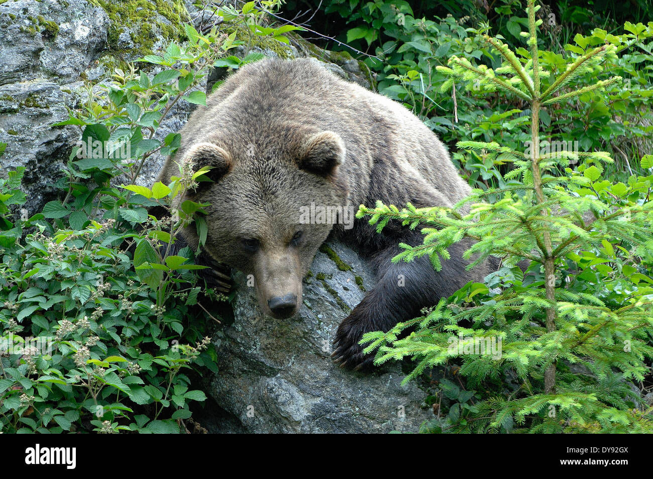 Brown bear, European bear, European brown bear, predator, Ursus arctos, animal, animals, Germany, Europe, Stock Photo