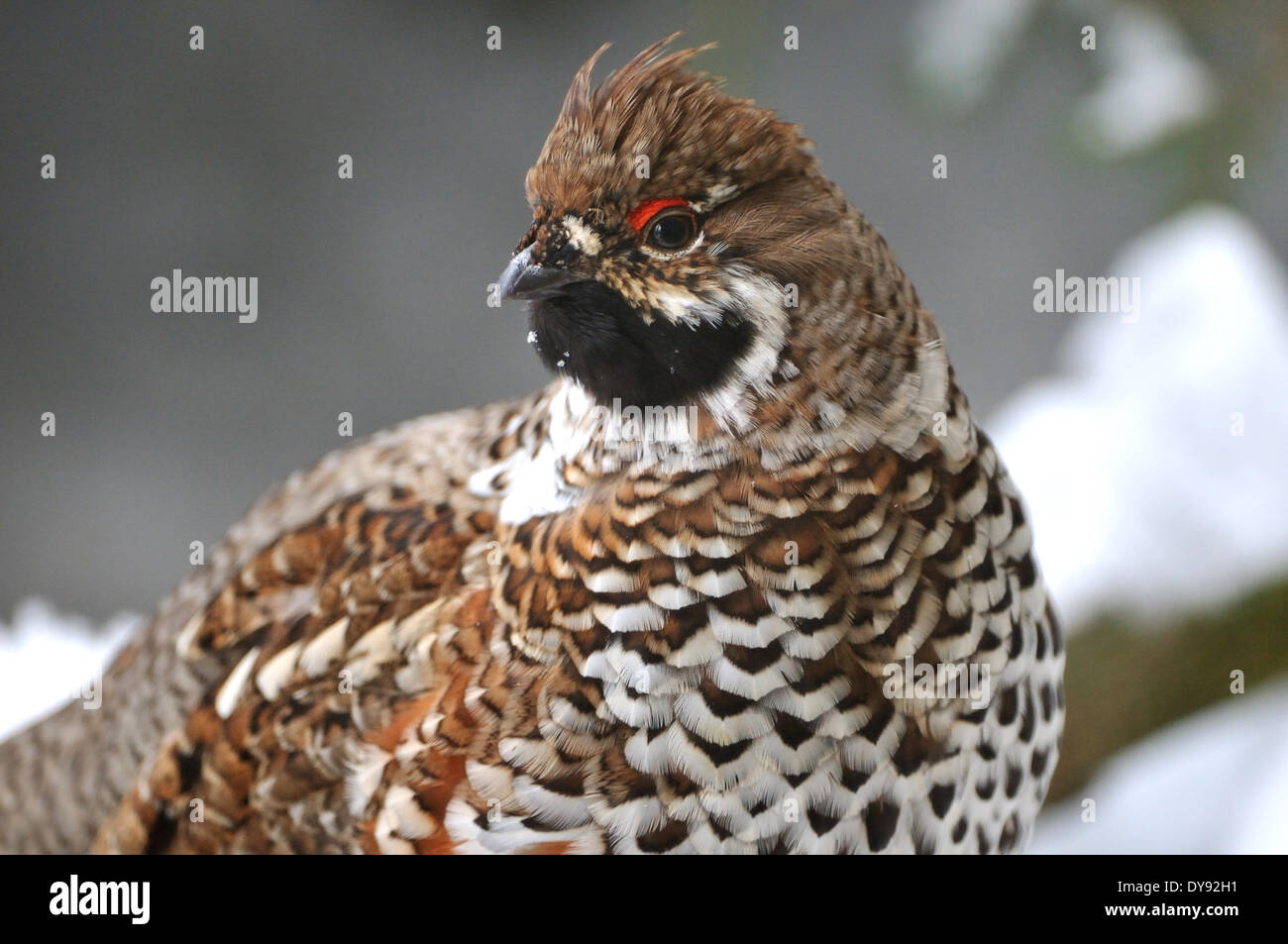 Hazel hen hazel grouse forest bird hazel hens chickens hens forest birds bird birds wild bird wild birds Tetrastes bonasia chi Stock Photo