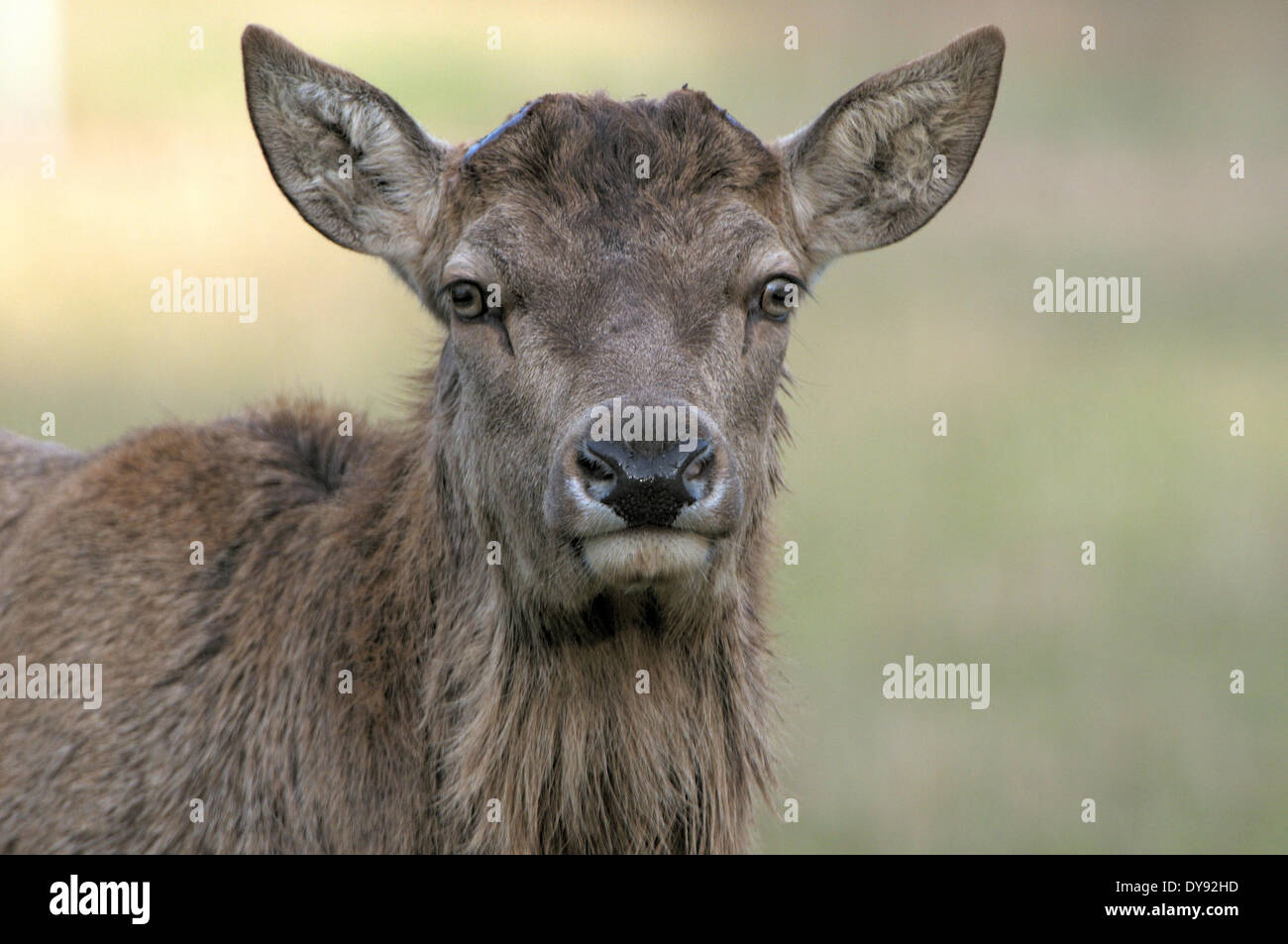 Red deer, antlers, antler, Cervid, bast, velvet, deer, spring, dropped, animal, animals, Germany, Europe, Stock Photo