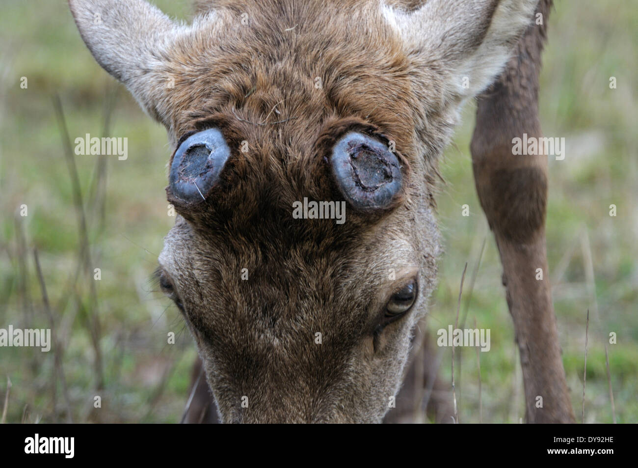 Red deer, antlers, antler, Cervid, bast, velvet, deer, spring, dropped, animal, animals, Germany, Europe, Stock Photo