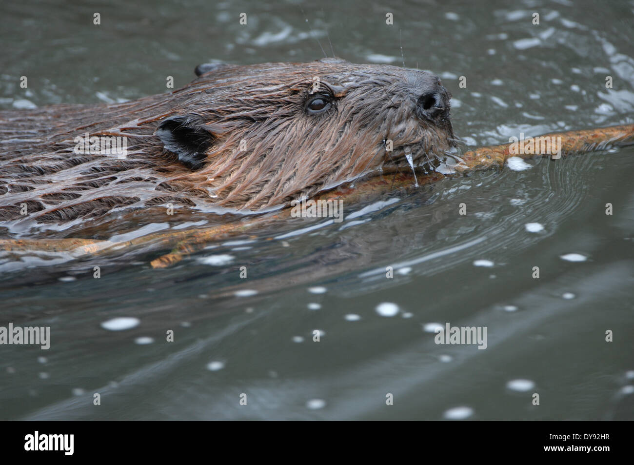 Beavers, rodents, Castor canadensis, water, animal, animals, Germany, Europe, Stock Photo