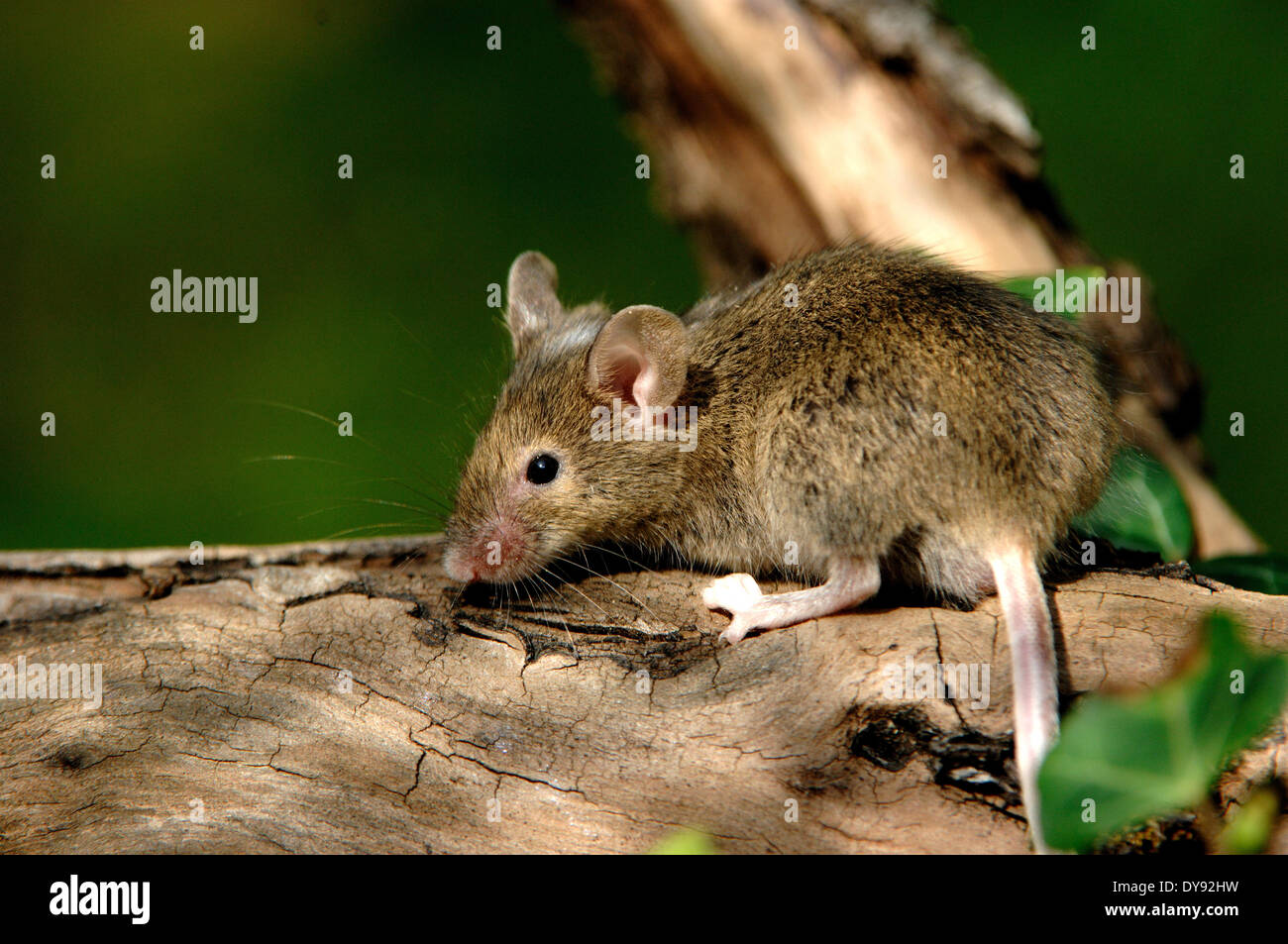 house mouse, rodent, mice, mus musculus, little, mouse, animal, animals, Germany, Europe, Stock Photo