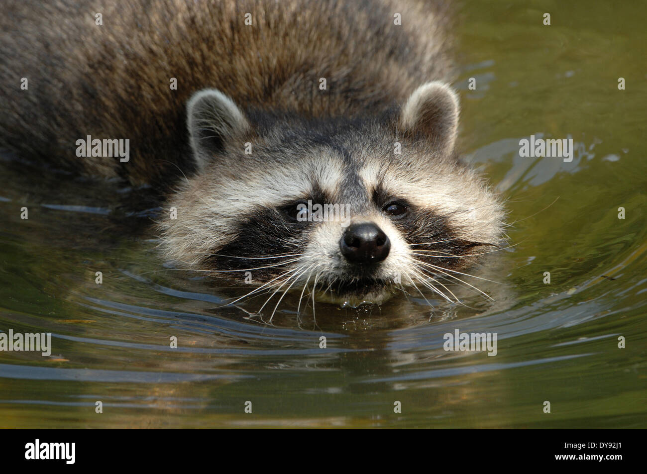 Racoon, canids, predator, small bear, North American racoon, Procyon