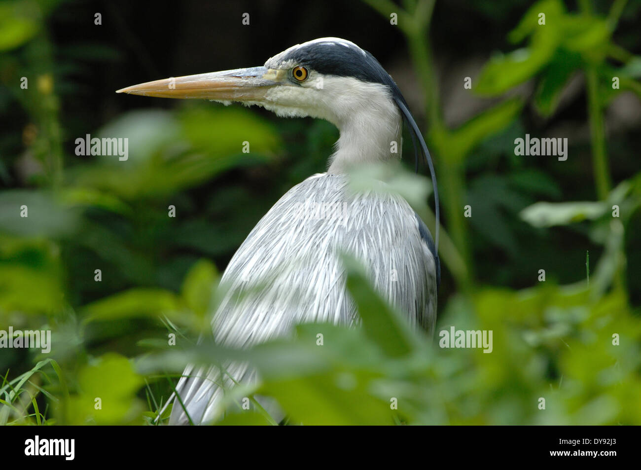 Gray heron, heron, common heron, birds, Ardea cinerea, animal, animals, Germany, Europe, Stock Photo