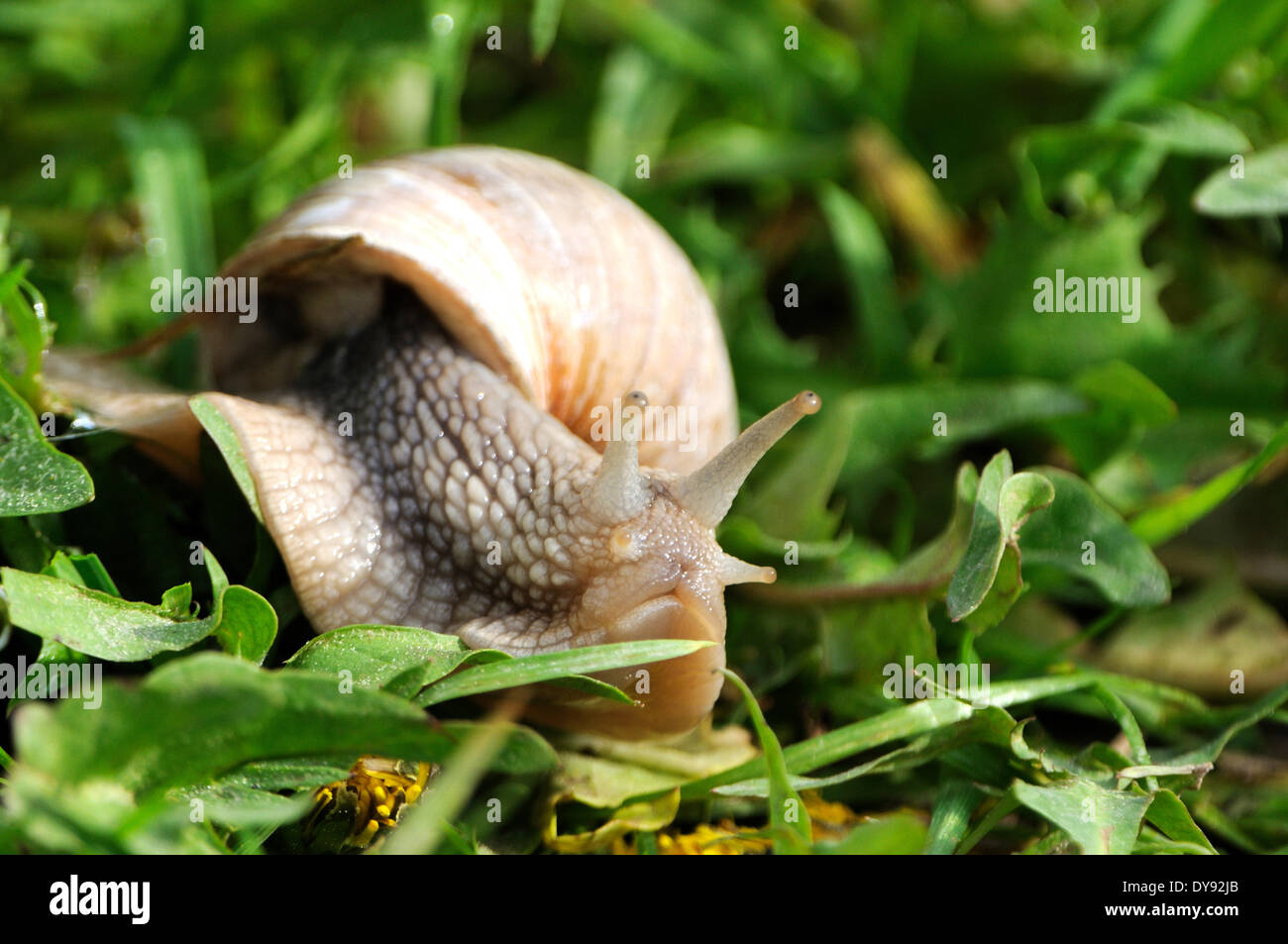 Edible snail, snails, snail, molluscs, Mollusca, edible snails, Helix pomatia, snail shells, animal, animals, Germany, Europe, Stock Photo