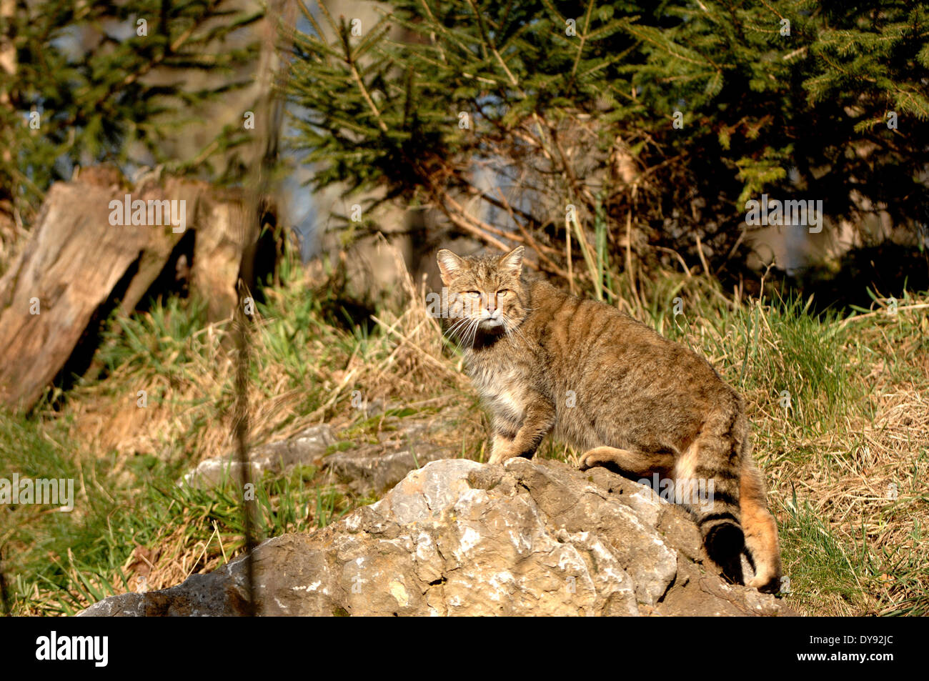 Wildcat predator game predator predators small cats cats cat wild cats