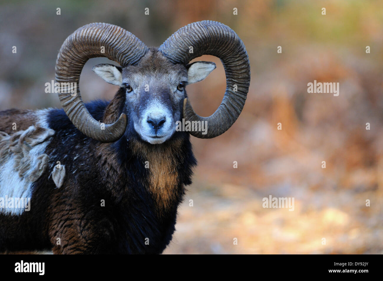 Mufflon ram mountain sheep Ovis ammon musimon winter coat sheep wild sheep goat-antelopes horn horns Mufflons animal animals, Stock Photo