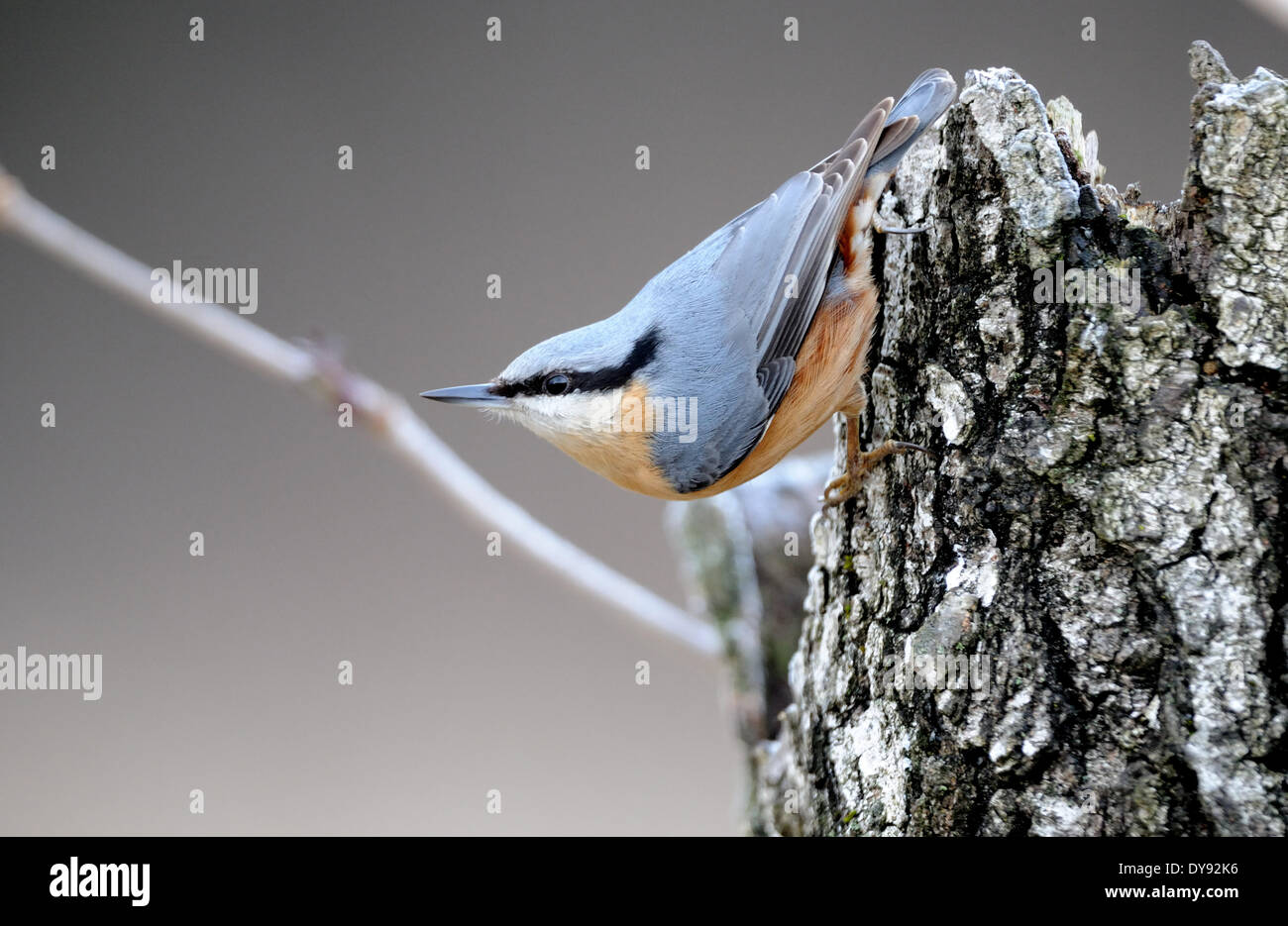 Nuthatch, Sitta europaea, songbirds, songbird, passerines, bird, birds, forest bird, animal, animals, Germany, Europe, Stock Photo