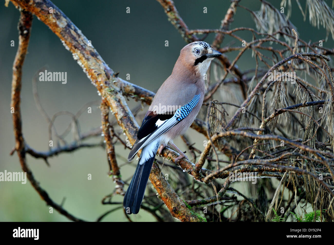 Jay, songbirds, passerines, corvids, Garrulus glandarius, birds, bird, autumnal, songbird, animal, animals, Germany, Europe, Stock Photo