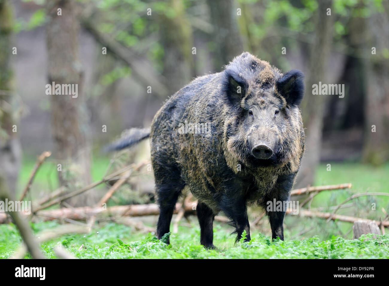 Wild boar Sus scrofa scrofa sow sows wild boars cloven-hoofed animal pigs pig vertebrates mammals boars fur changes April ani Stock Photo