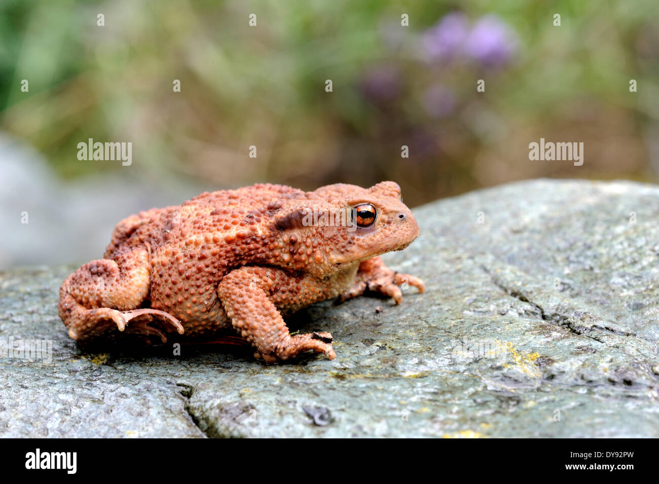 European toad, Bufo bufo, Amphibian, toad, Amphibians, toads, frogs, young, animal, animals, Germany, Europe, Stock Photo