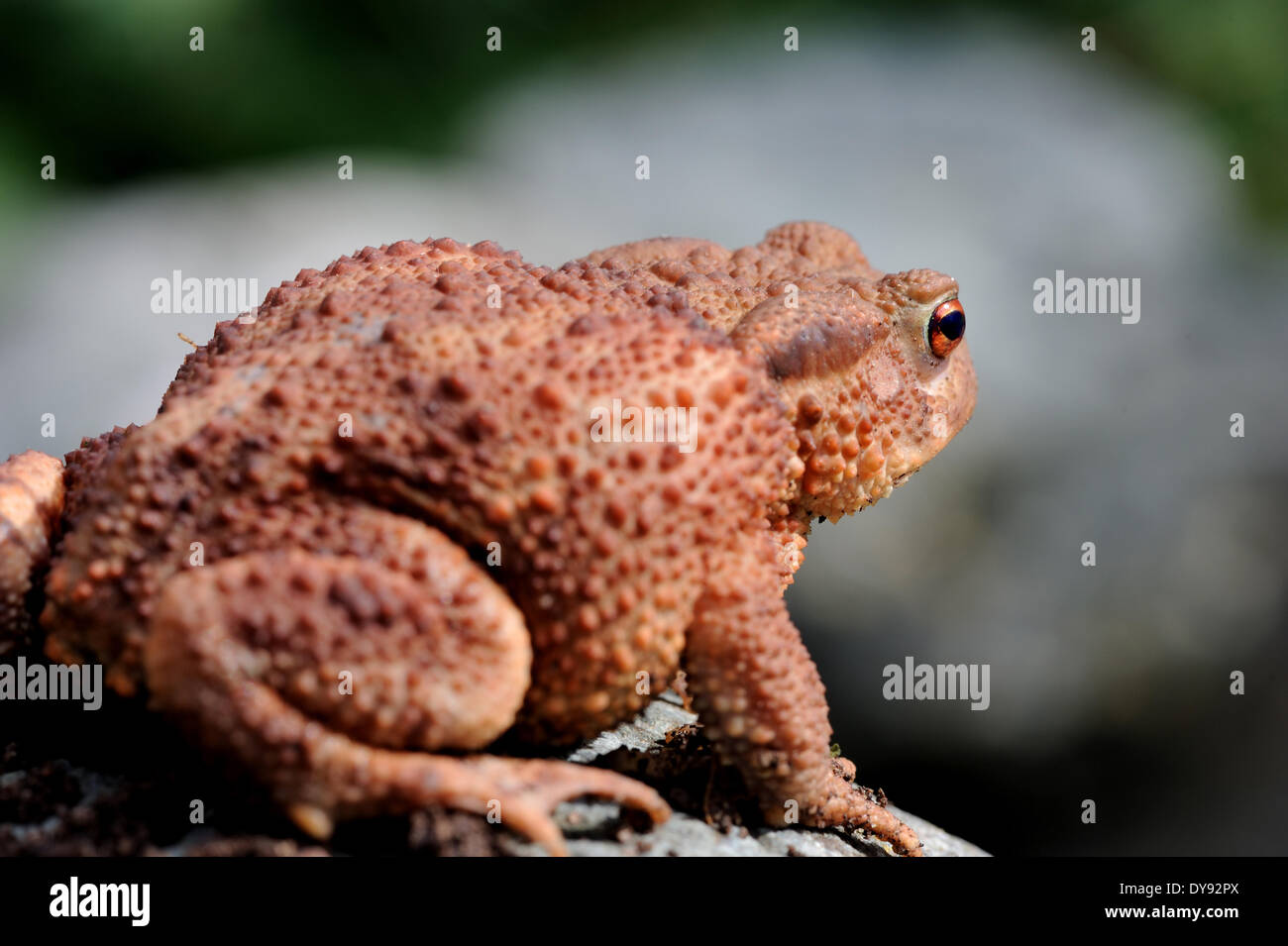 European toad, Bufo bufo, Amphibian, toad, Amphibians, toads, frogs, young, animal, animals, Germany, Europe, Stock Photo
