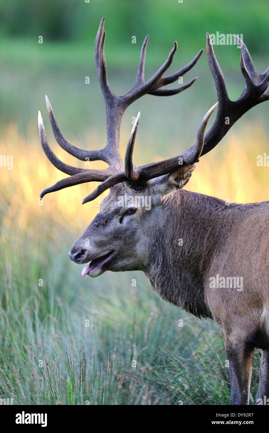 Red deer antlers antler Cervid Cervus elaphus deer stag stags hoofed animals autumn cloven-hoofed animal animal animals Germa Stock Photo