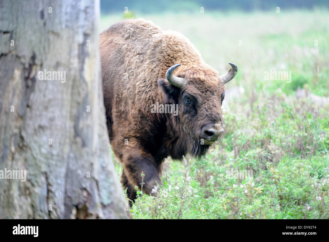 Bison bison bonasus Bovinae cattle buffaloes horns bovine cloven-hoofed animal bisons autumn animal animals Germany Europe, Stock Photo