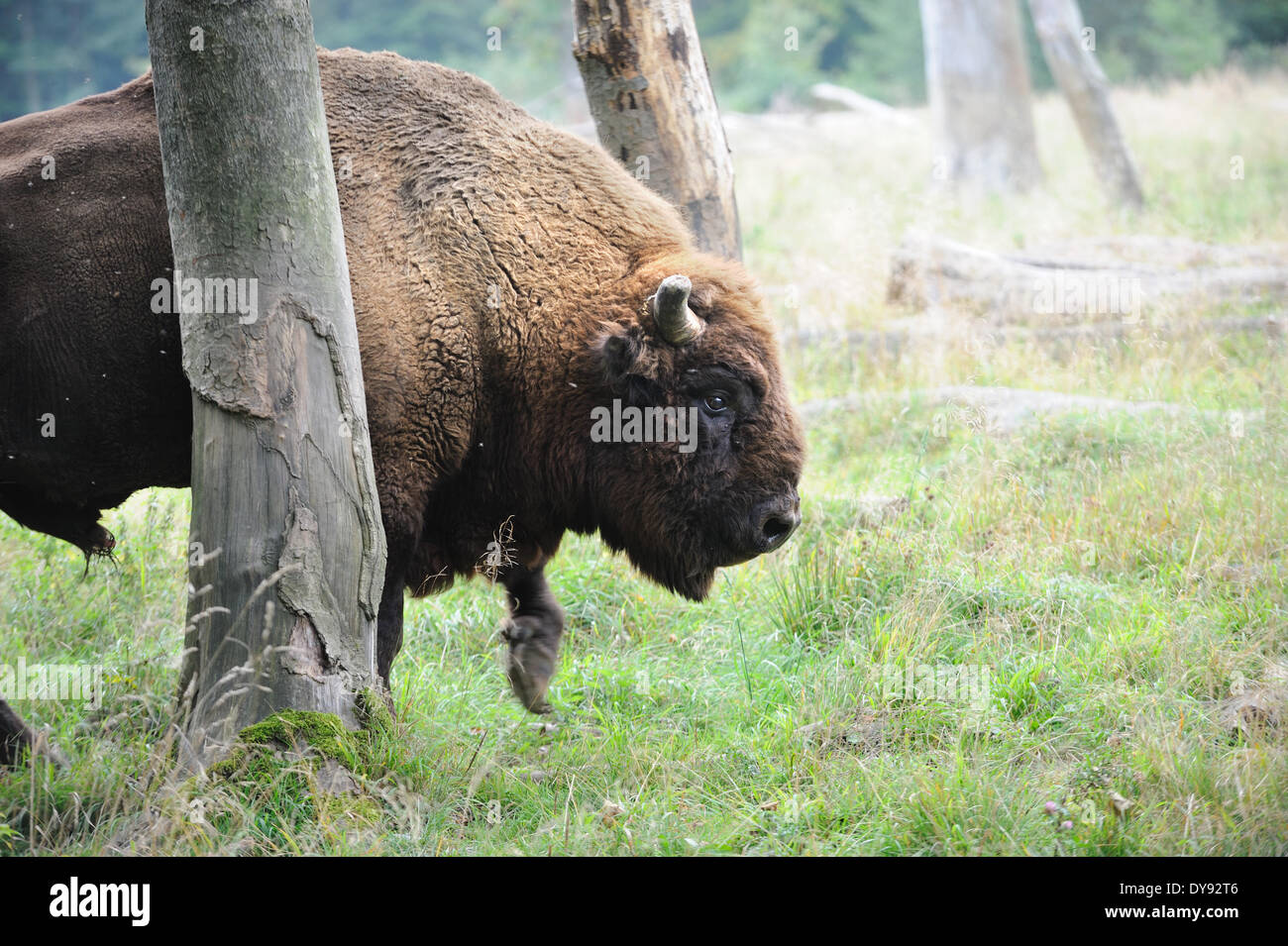 Bison bison bonasus Bovinae cattle buffaloes horns bovine cloven-hoofed animal bisons autumn animal animals Germany Europe, Stock Photo