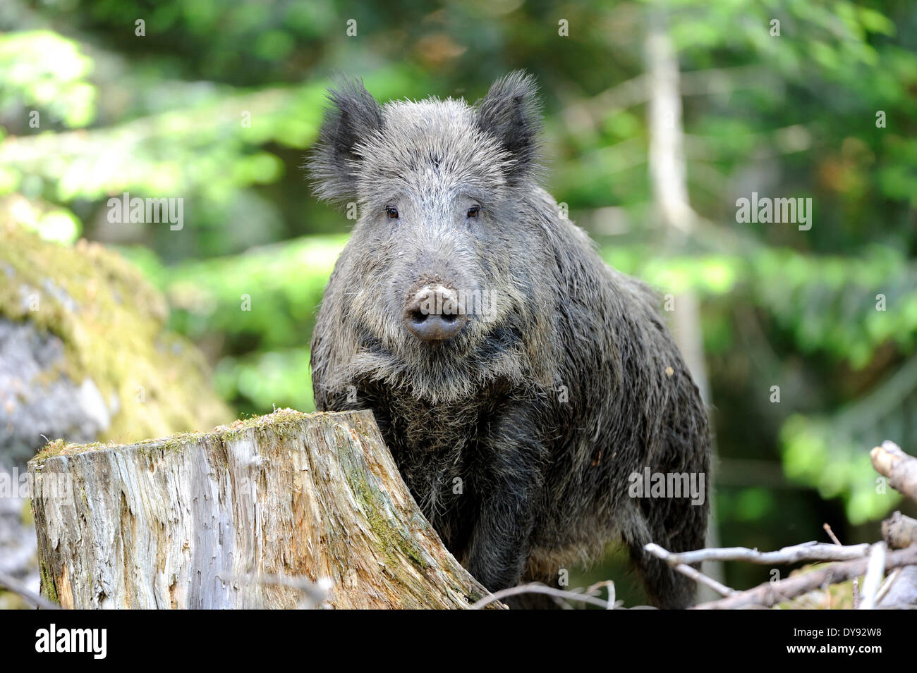 Wild boar Sus scrofa scrofa sow sows wild boars cloven-hoofed animal pigs pig vertebrates mammals animal animals Germany Euro Stock Photo