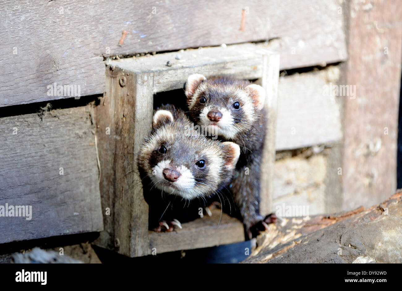Polecat fitch mustelidae polecats European Polecat predator Nocturnal Mustela putorius fur