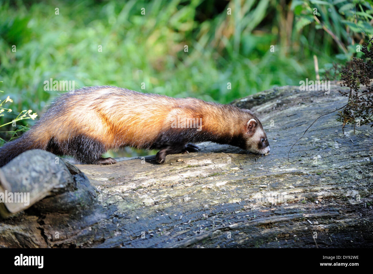 Polecat fitch mustelidae polecats European Polecat predator Nocturnal Mustela putorius fur