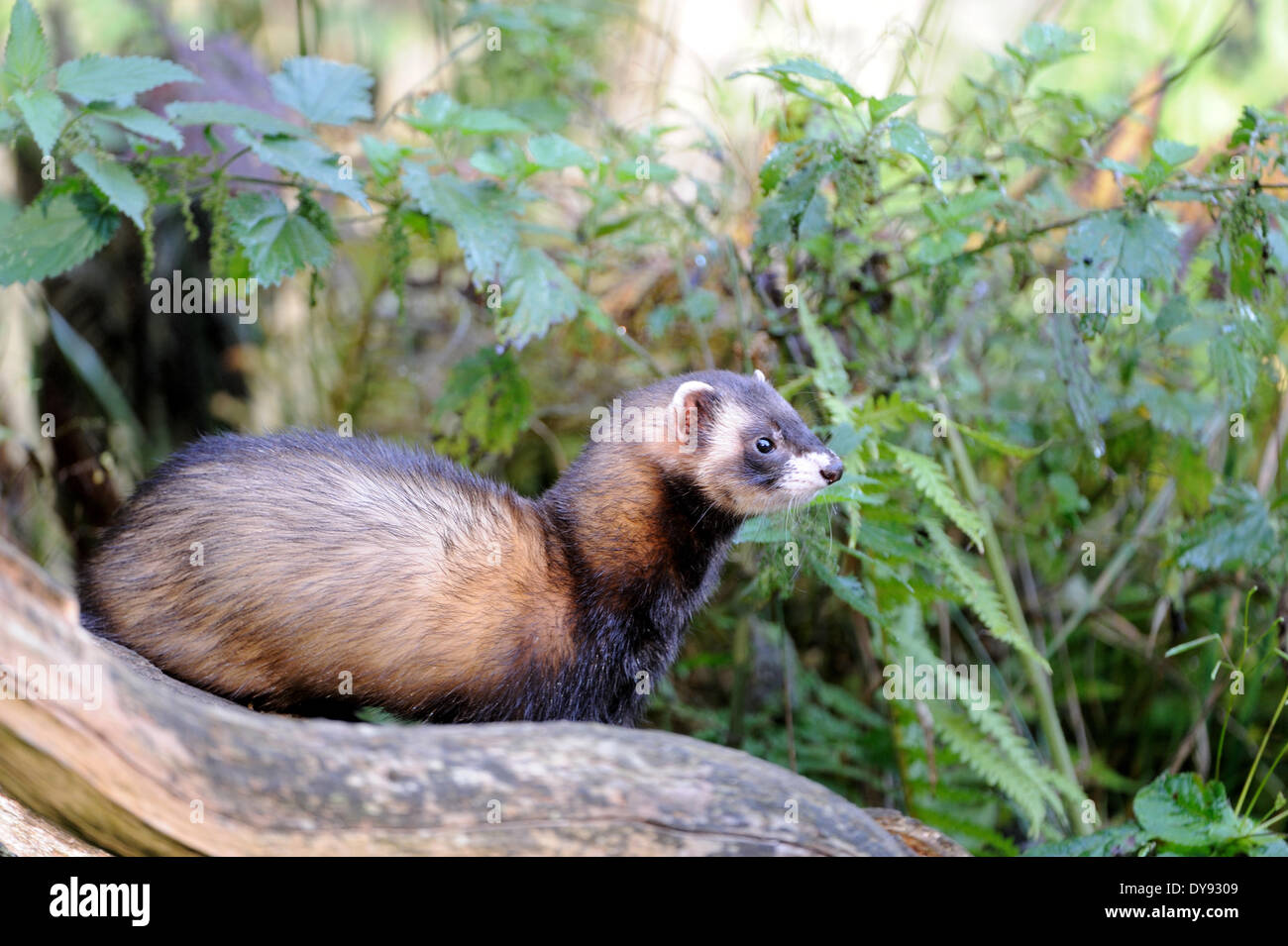 Polecat fitch mustelidae polecats European Polecat predator Nocturnal Mustela putorius fur