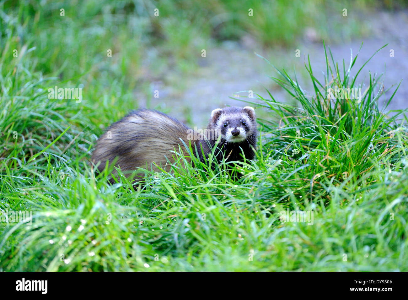 Polecat fitch mustelidae polecats European Polecat predator Nocturnal Mustela putorius fur
