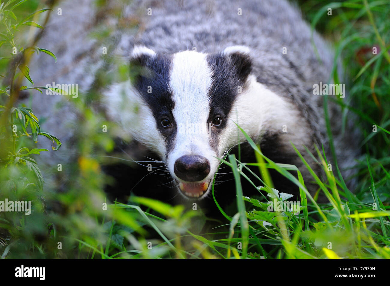 Badger, Meles meles, mustelidae, predator, Local, canids, martens, foraging, animal, animals, Germany, Europe, Stock Photo