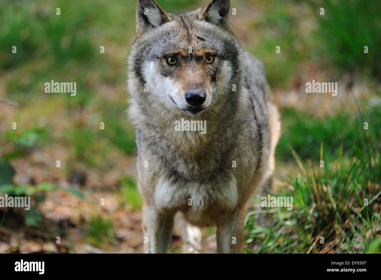 Canis lupus canids European Wolf gray wolf predators wolves predator Wolf Canine European Wolf forest landscape summer animal, Stock Photo