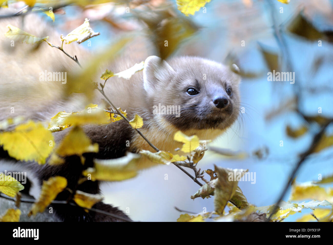 Martes martes hi-res stock photography and images - Alamy