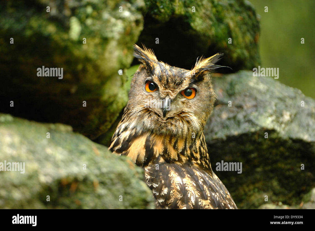 Eagle owl, Bubo bubo, owl, owls, night, bird of prey, birds of prey, bird, birds, peering, animal, animals, Germany, Europe, Stock Photo
