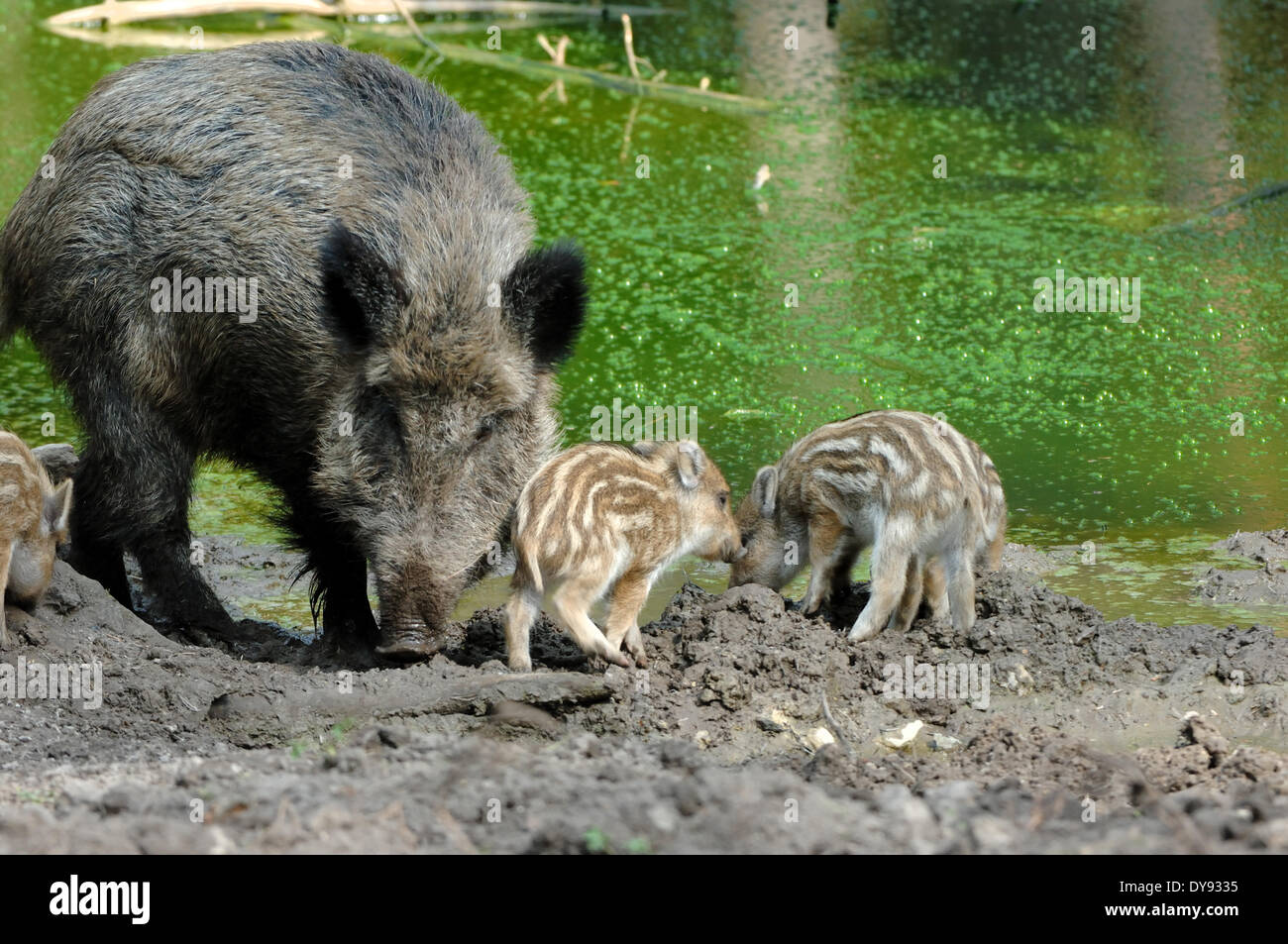 Wild boar Sus scrofa scrofa sow sows wild boars cloven-hoofed animal pigs pig vertebrates mammals Wallowing Wild sow animal a Stock Photo